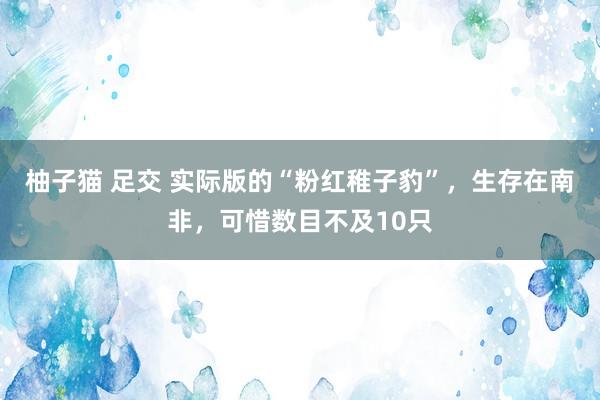 柚子猫 足交 实际版的“粉红稚子豹”，生存在南非，可惜数目不及10只