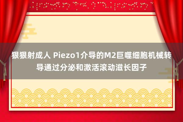 狠狠射成人 Piezo1介导的M2巨噬细胞机械转导通过分泌和激活滚动滋长因子